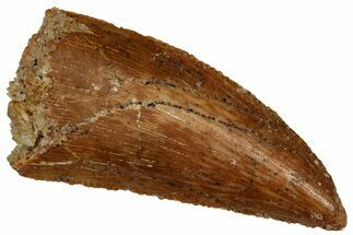 Serrated, Raptor Tooth - Real Dinosaur Tooth #296729