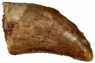 Serrated Raptor Tooth - Real Dinosaur Tooth #297758