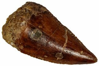 Serrated Raptor Tooth - Real Dinosaur Tooth #297765