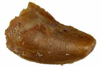 Serrated Raptor Tooth - Feeding Worn Tip #297769