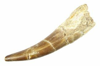 Fossil Plesiosaur (Zarafasaura) Tooth - Morocco #297881