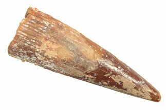 Fossil Pterosaur (Siroccopteryx) Tooth - Morocco #297019