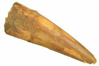 Large, Fossil Pterosaur (Siroccopteryx) Tooth - Morocco #297023