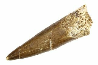 Fossil Plesiosaur (Zarafasaura) Tooth - Morocco #297932