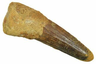 Fossil Spinosaurus Tooth - Real Dinosaur Tooth #298075