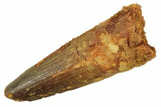 Fossil Spinosaurus Tooth - Real Dinosaur Tooth #298076