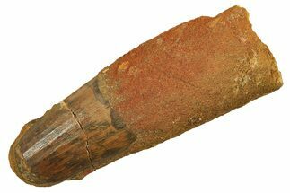 Fossil Spinosaurus Tooth - Feeding Worn Tip #298095