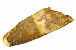 Fossil Spinosaurus Tooth - Feeding Worn Tip #298101