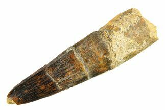 Fossil Spinosaurus Tooth - Real Dinosaur Tooth #298152