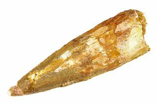 Bargain, Fossil Spinosaurus Tooth - Real Dinosaur Tooth #298184