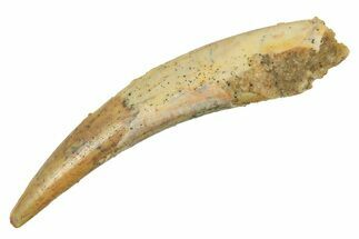 Fossil Pterosaur (Siroccopteryx) Tooth - Morocco #298014