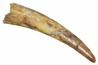 Fossil Pterosaur (Siroccopteryx) Tooth - Morocco #298024
