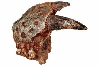 Fossil Crocodylomorph Jaw Section with Teeth - Morocco #298248