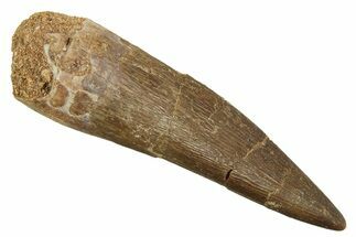 Fossil Plesiosaur (Zarafasaura) Tooth - Morocco #298312