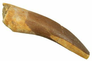 Fossil Plesiosaur (Zarafasaura) Tooth - Morocco #298318