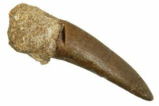 Fossil Plesiosaur (Zarafasaura) Tooth - Morocco #298337