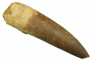 Fossil Plesiosaur (Zarafasaura) Tooth - Morocco #298338