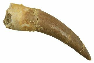 Fossil Plesiosaur (Zarafasaura) Tooth - Morocco #298339