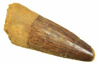 Fossil Spinosaurus Tooth - Real Dinosaur Tooth #298392