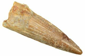 Fossil Spinosaurus Tooth - Real Dinosaur Tooth #298396