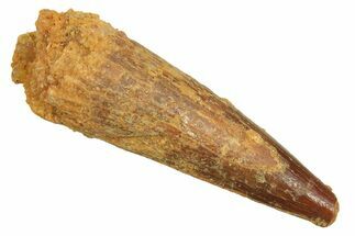 Juvenile Fossil Spinosaurus Tooth - Real Dinosaur Tooth #298402