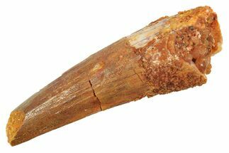 Fossil Spinosaurus Tooth - Real Dinosaur Tooth #298407