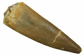 Fossil Plesiosaur (Zarafasaura) Tooth - Morocco #298054
