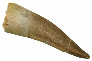 Fossil Plesiosaur (Zarafasaura) Tooth - Morocco #298056