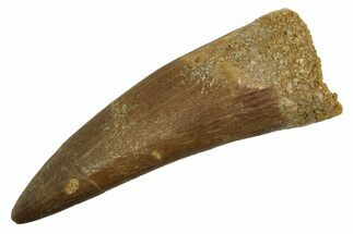 Fossil Plesiosaur (Zarafasaura) Tooth - Morocco #298057