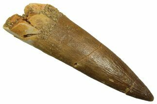 Fossil Plesiosaur (Zarafasaura) Tooth - Morocco #298062