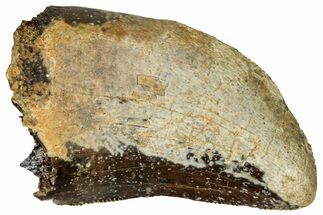 Serrated, Fossil Tyrannosaurus (T-Rex) Tooth - Wyoming #298465