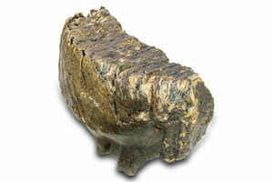 マンモス化石　博物館級　upper molar with M2 7.6