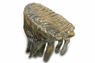 Woolly Mammoth Upper M Molar - North Sea Deposits #298474