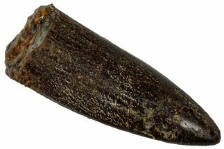 Fossil Sauropod Dinosaur (Titanosaur) Tooth - Morocco #298488