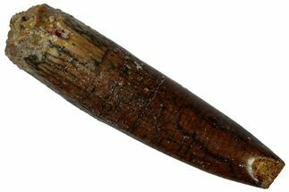 Fossil Sauropod Dinosaur (Titanosaur) Tooth - Morocco #298491