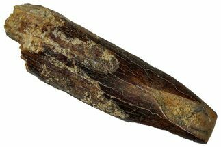 Fossil Sauropod Dinosaur (Titanosaur) Tooth - Morocco #298495