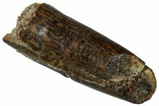 Fossil Sauropod Dinosaur (Titanosaur) Tooth - Morocco #298507
