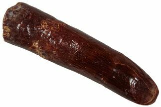 Fossil Sauropod Dinosaur (Titanosaur) Tooth - Morocco #298509