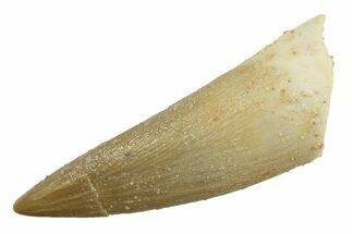 Fossil Plesiosaur (Zarafasaura) Tooth - Morocco #297964