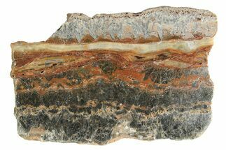 Rare North Pole Dome Stromatolite Slice - Billion Years #298608