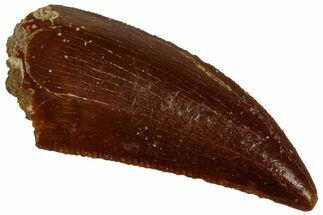 Serrated, Raptor Tooth - Real Dinosaur Tooth #296742