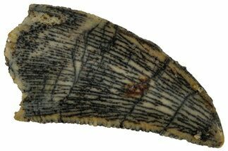 Serrated, Raptor Tooth - Real Dinosaur Tooth #296755