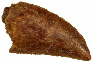 Serrated, Raptor Tooth - Real Dinosaur Tooth #296756