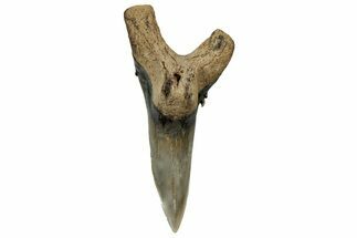 Snaggletooth Shark (Hemipristis) Lower Tooth - South Carolina #298706