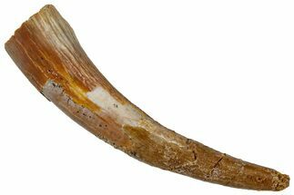 Curved Fossil Pterosaur (Siroccopteryx) Tooth - Morocco #298736