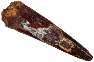 Fossil Pterosaur (Siroccopteryx) Tooth - Morocco #298751