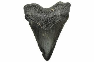 Serrated, Juvenile Megalodon Tooth - South Carolina #298764