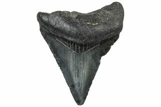 Serrated, Juvenile Megalodon Tooth - South Carolina #298765