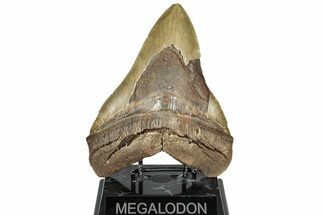 Huge, Fossil Megalodon Tooth - North Carolina #298780