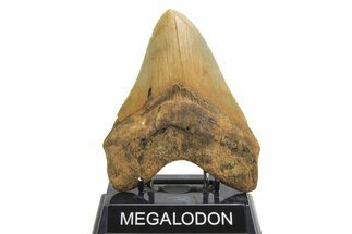 Serrated, Fossil Megalodon Tooth - Huge NC Meg #298791